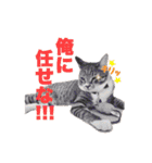 ねこまみれ♪（個別スタンプ：26）