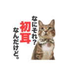ねこまみれ♪（個別スタンプ：27）