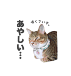 ねこまみれ♪（個別スタンプ：28）