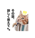 ねこまみれ♪（個別スタンプ：31）