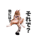 ねこまみれ♪（個別スタンプ：34）