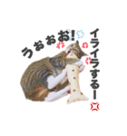 ねこまみれ♪（個別スタンプ：36）