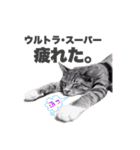 ねこまみれ♪（個別スタンプ：38）