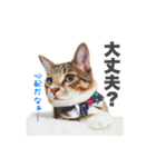 ねこまみれ♪（個別スタンプ：40）