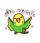 順子ちゃんのセキセインコ（個別スタンプ：1）