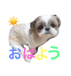 シーズーのネネちゃん（個別スタンプ：1）