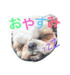 シーズーのネネちゃん（個別スタンプ：2）