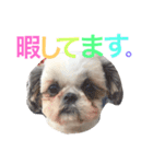 シーズーのネネちゃん（個別スタンプ：4）