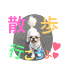 シーズーのネネちゃん（個別スタンプ：5）