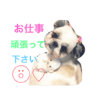 シーズーのネネちゃん（個別スタンプ：8）