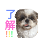 シーズーのネネちゃん（個別スタンプ：10）