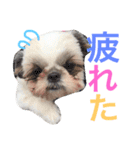 シーズーのネネちゃん（個別スタンプ：13）