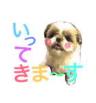 シーズーのネネちゃん（個別スタンプ：16）