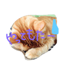 ねこのテト（個別スタンプ：3）