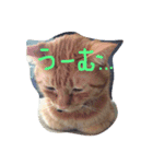 ねこのテト（個別スタンプ：5）