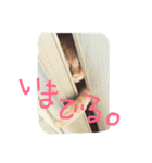 ねこのテト（個別スタンプ：6）