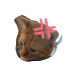 ねこのテト（個別スタンプ：7）