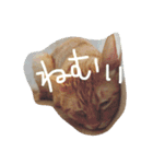 ねこのテト（個別スタンプ：9）