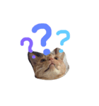 ねこのテト（個別スタンプ：12）