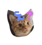 ねこのテト（個別スタンプ：13）