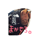 ねこのテト（個別スタンプ：14）