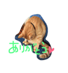 ねこのテト（個別スタンプ：16）