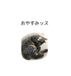 俺、チョコ（個別スタンプ：4）