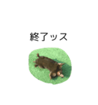俺、チョコ（個別スタンプ：8）