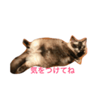 ラグドールの癒されスタンプ（個別スタンプ：6）