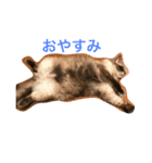 ラグドールの癒されスタンプ（個別スタンプ：8）