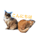 ラグドールの癒されスタンプ（個別スタンプ：15）