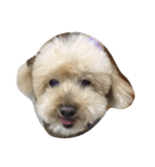 My DoG BLUE（個別スタンプ：1）