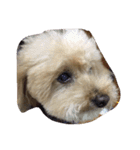 My DoG BLUE（個別スタンプ：2）