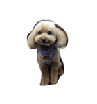 My DoG BLUE（個別スタンプ：4）