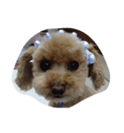 My DoG BLUE（個別スタンプ：5）