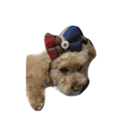 My DoG BLUE（個別スタンプ：12）