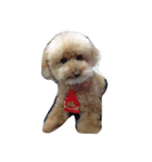 My DoG BLUE（個別スタンプ：14）