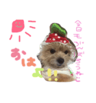 あずちゃちゃ（個別スタンプ：4）