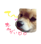 あずちゃちゃ（個別スタンプ：16）