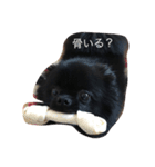 黒ポメラニアンのクロエ（個別スタンプ：1）
