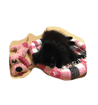 黒ポメラニアンのクロエ（個別スタンプ：5）