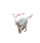 チャミフレンズ1（個別スタンプ：9）
