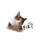 チャミフレンズ1（個別スタンプ：26）