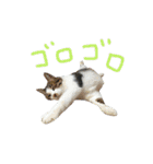 チャミフレンズ1（個別スタンプ：27）