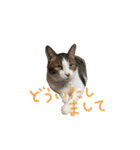 チャミフレンズ1（個別スタンプ：31）