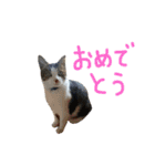 チャミフレンズ1（個別スタンプ：33）
