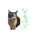 チャミフレンズ1（個別スタンプ：35）