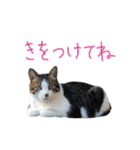 チャミフレンズ1（個別スタンプ：36）