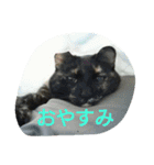 さびねこスタンプ（個別スタンプ：6）