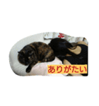 さびねこスタンプ（個別スタンプ：7）